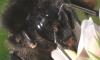 Bombus soroeensis soroeensis